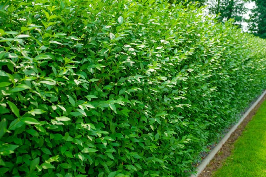 Enhance your garden with quality hedgeplants